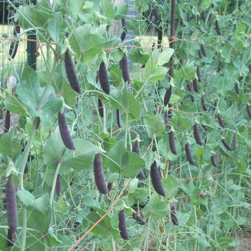 Pea Sugar Snap Purple Magnolia